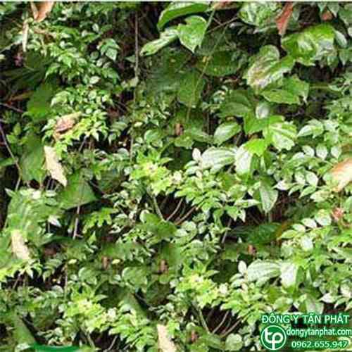 Địa chỉ mua bán Chè dây tại Phường An Bình giá tốt
