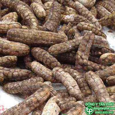 Mua bán sỉ và lẻ Chuối hột rừng giá 95.000 VNĐ/1KG Mua bán sỉ và lẻ Chuối hột rừng giá 95.000 VNĐ/1KG