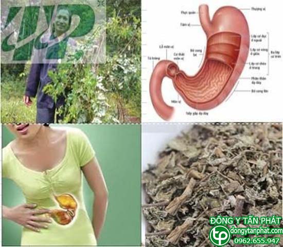 Chè dây trị đau dạ dày