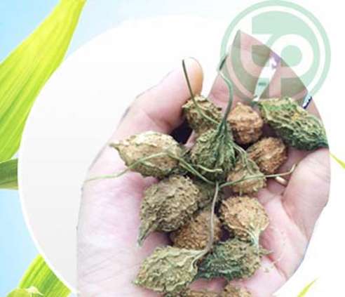 Địa chỉ bán Sỉ Và Lẻ Khổ qua rừng Hỗ Trợ Bệnh Đau Đầu Địa chỉ bán Sỉ Và Lẻ Khổ qua rừng Hỗ Trợ Bệnh Đau Đầu