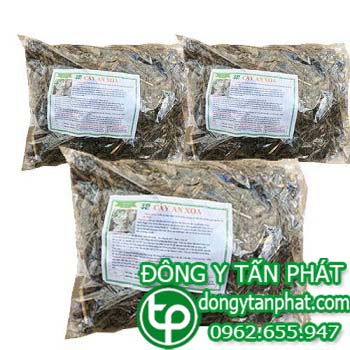 Bán sỉ cây an xoa tại Bình Thuận chất lượng