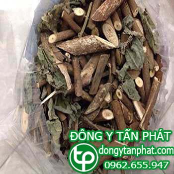 Bán sỉ cây an xoa tại tphcm chất lượng