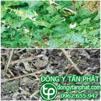 Công ty chuyên cung cấp mua bán cà gai leo tại Phú Thọ