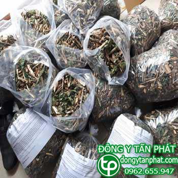 Công ty chuyên cung cấp mua bán cây an xoa tại Hưng Yên