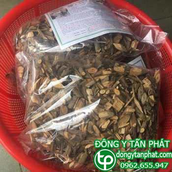 Công ty chuyên cung cấp mua bán cây an xoa tại Kom Tum