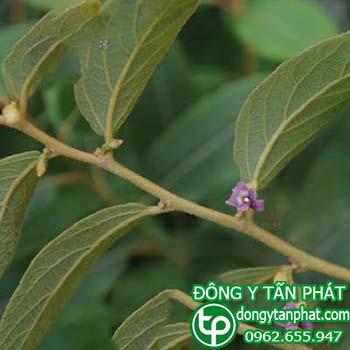 Công ty chuyên cung cấp mua bán cây an xoa tại Ninh Thuận