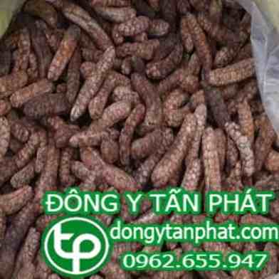 Công ty chuyên cung cấp mua bán chuối hột rừng tại Cà Mau