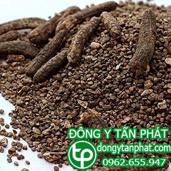 Công ty chuyên cung cấp mua bán chuối hột rừng tại Tuyên Quang