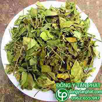 Công ty chuyên cung cấp mua bán dây thìa canh tại Biên Hòa-Đồng Nai