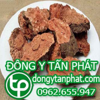 Công ty chuyên cung cấp mua bán hà thủ ô tại Đồng Tháp
