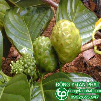 Công ty chuyên cung cấp mua bán trái nhàu tại Quảng Ngãi