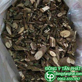 Công ty cung cấp cây an xoa tại Bình Thuận giao hàng nhanh