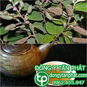 Công ty cung cấp cây an xoa tại Khánh Hòa giao hàng nhanh