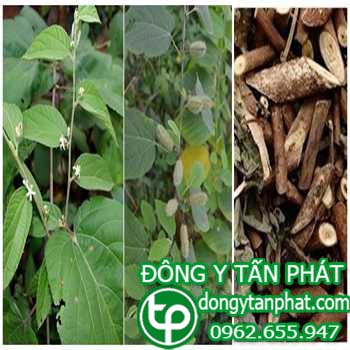 Công ty cung cấp cây an xoa tại Kom Tum giao hàng nhanh