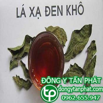 Công ty cung cấp cây xạ đen tại Đắk Nông giao hàng nhanh