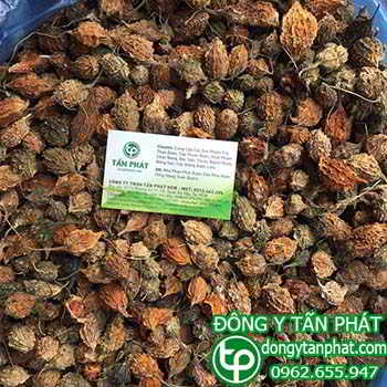 Công ty cung cấp Khổ qua rừng tại Bình Thuận giá tốt
