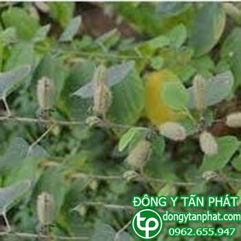 Cửa hàng bán cây an xoa tại Bến Tre chất lượng