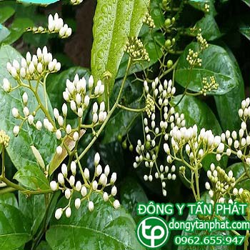 Cửa hàng bán cây xạ đen tại Bến Tre chất lượng
