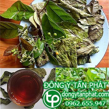 Cửa hàng bán cây xạ đen tại Cà Mau chất lượng