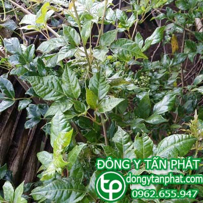 Cửa hàng bán chè dây tại Quảng Trị chất lượng