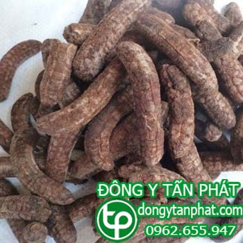 Cửa hàng bán chuối hột rừng tại An Giang chất lượng