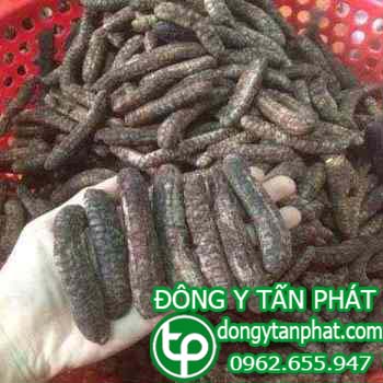 Cửa hàng bán chuối hột rừng tại Ninh Thuận chất lượng
