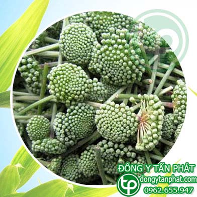 Cửa hàng bán nụ hoa tam thất tại Yên Bái chất lượng
