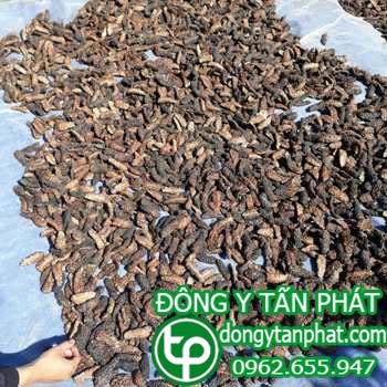 Cửa hàng bán Trái nhàu tại Trà Vinh chất lượng