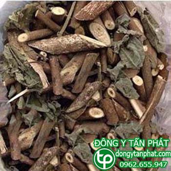 Cung cấp Cây an xoa tại Bình Phước uy tín