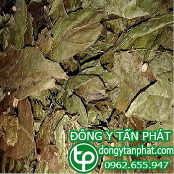 Cung cấp cây xạ đen tại Bến Tre uy tín