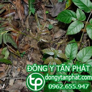 Cung cấp chè dây tại Bình Phước uy tín