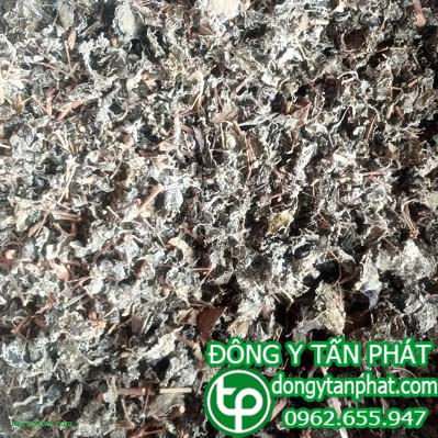 Cung cấp chè dây tại Huế uy tín