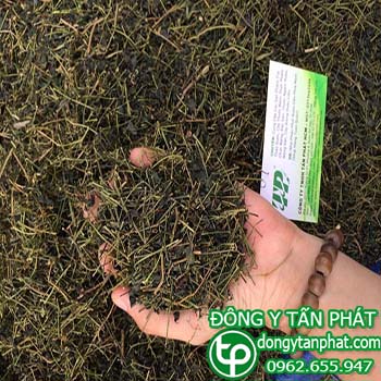 Cung cấp giảo cổ lam tại Bình Dương giúp tăng cường sức khỏe hiệu quả