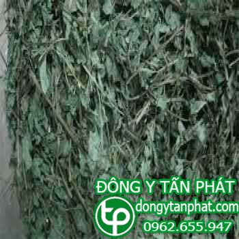 Địa chỉ bán bồ công anh tại Bình Dương trị tắt tia sữa hiệu quả
