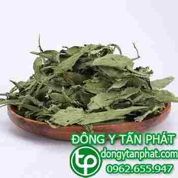 Địa chỉ bán cây cỏ ngọt tại Bình Dương giúp cân bằng huyết áp