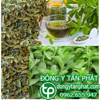 Địa chỉ bán cây cỏ ngọt tại Khánh Hòa tăng cường sức khỏe