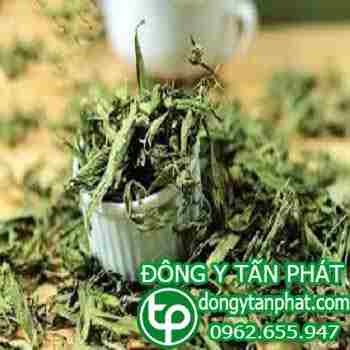 Địa chỉ bán cây cỏ ngọt tại Tiền Giang giúp giảm béo hiệu quả