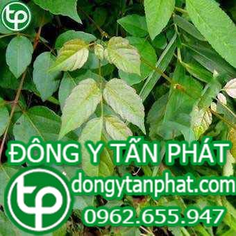Địa Chỉ bán chè dây tại phường Tân Hòa giá tốt