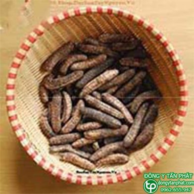 Địa chỉ bán chuối hột rừng tại Biên Hoà-Đồng Nai