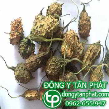 Địa chỉ bán Khổ qua rừng tại Tây Ninh điều trị bệnh tiểu đường