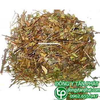 Địa Chỉ bán Lá chè vằng tại phường Hố Nai giá tốt