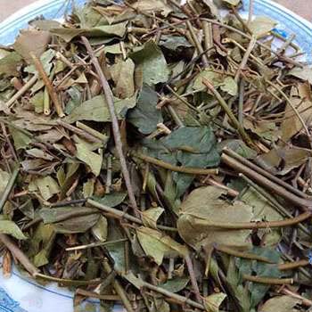 Địa Chỉ bán Lá chè vằng tại phường Hòa Bình giá tốt