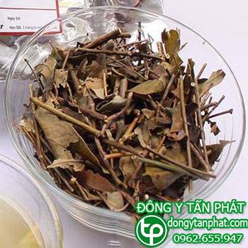 Địa Chỉ bán lá chè vằng tại phường Tam hiệp giá tốt