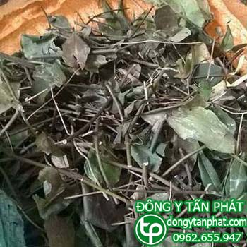 Địa Chỉ bán lá chè vằng tại phường Tân Hòa giá tốt