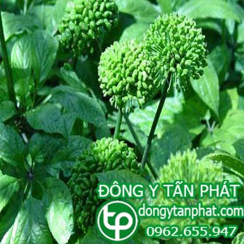 Địa chỉ bán Nụ hoa tam thất tại phường bửu hòa điều trị bệnh thiếu máu