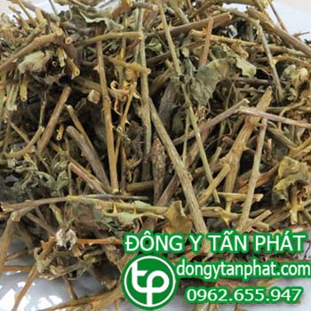 Địa chỉ mua bán cà gai leo tại Phú Thọ giá tốt