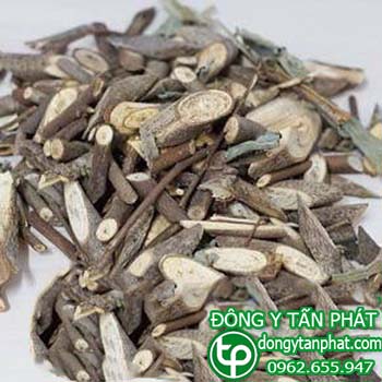 Địa chỉ mua bán cây an xoa tại Đồng Tháp giá tốt