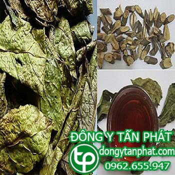 Địa chỉ mua bán cây xạ đen tại Đắk Nông giá tốt