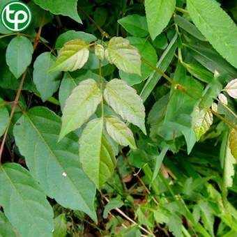 Địa chỉ mua bán Chè dây tại Phường An Bình giá tốt