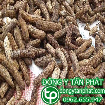 Địa chỉ mua bán chuối hột rừng tại An Giang giá tốt